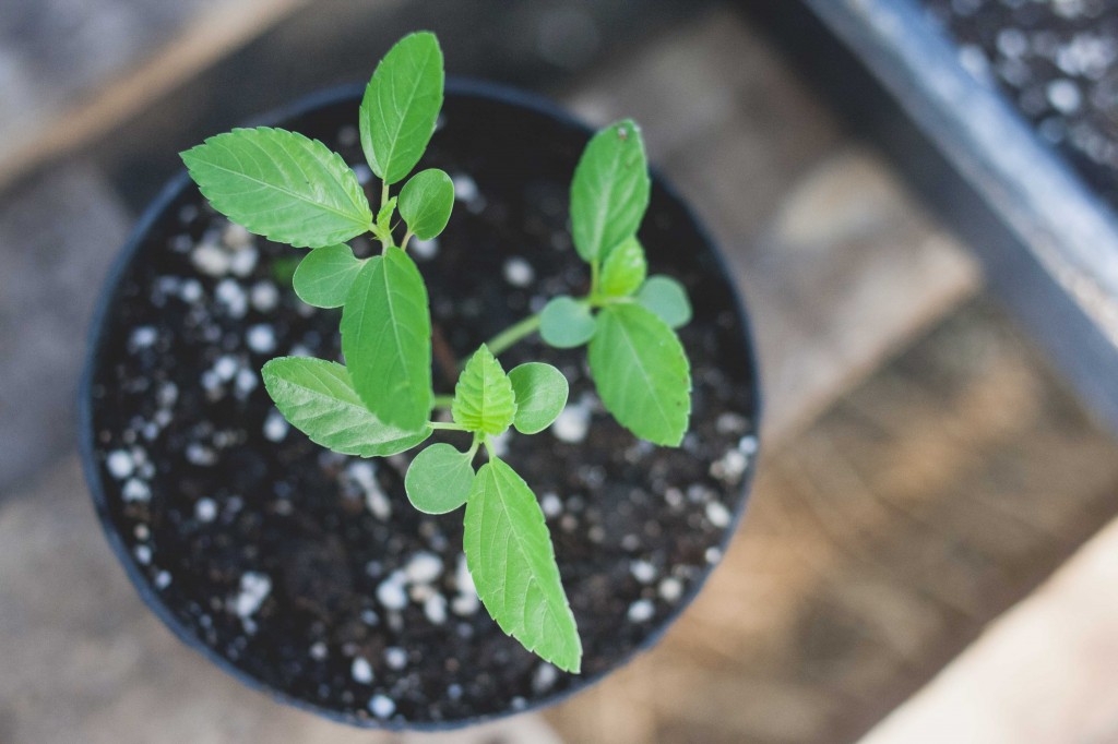 Swallowtail Farm + Edible Plants